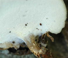 Polyporus brumalis, close view of the decurrent pore layer curving down the stalk.